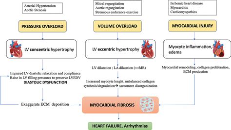 lv pressure overload|lv overload or aspecific change.